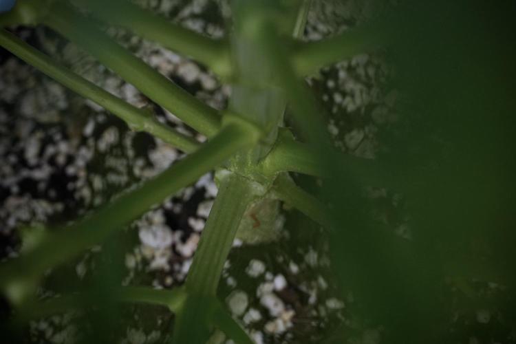 GMO Cookies Served with extra curiosity. Week 7 - GMO Cookies 01 after defoliation 
