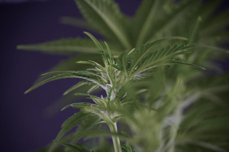 GMO Cookies Served with extra curiosity. Week 7 - GMO Cookies 01 after defoliation 