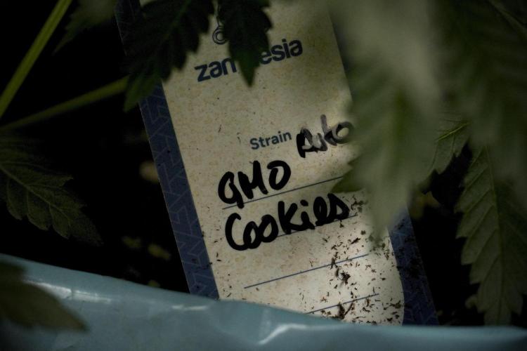 GMO Cookies Served with extra curiosity. Week 7 - GMO Cookies 02 before defoliation 