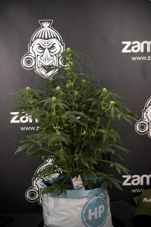 GMO Cookies Served with extra curiosity. Week 7 - GMO Cookies 02 before defoliation 