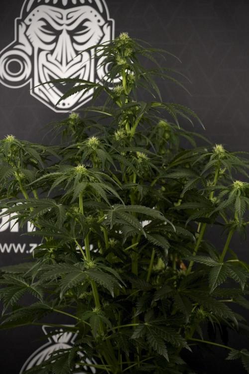 GMO Cookies Served with extra curiosity. Week 7 - GMO Cookies 02 before defoliation 