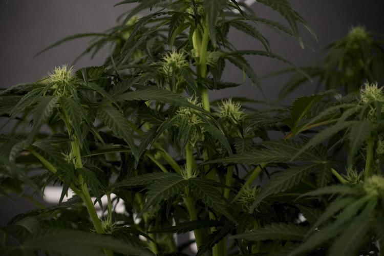 GMO Cookies Served with extra curiosity. Week 7 - GMO Cookies 02 before defoliation 