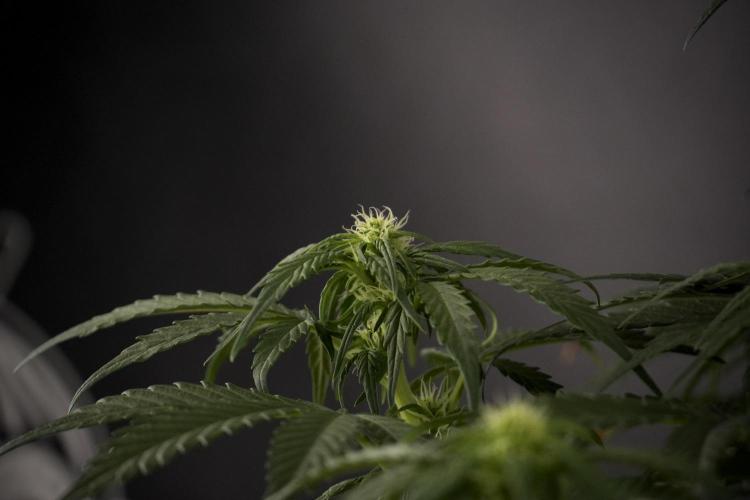 GMO Cookies Served with extra curiosity. Week 7 - GMO Cookies 02 before defoliation 