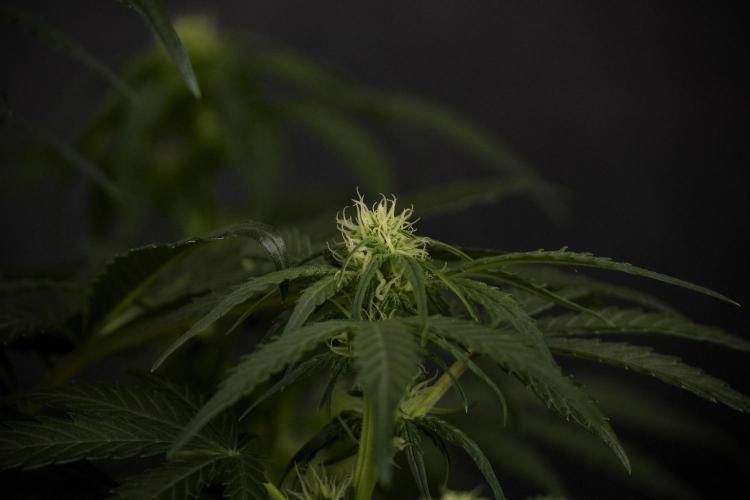 GMO Cookies Served with extra curiosity. Week 7 - GMO Cookies 02 before defoliation 
