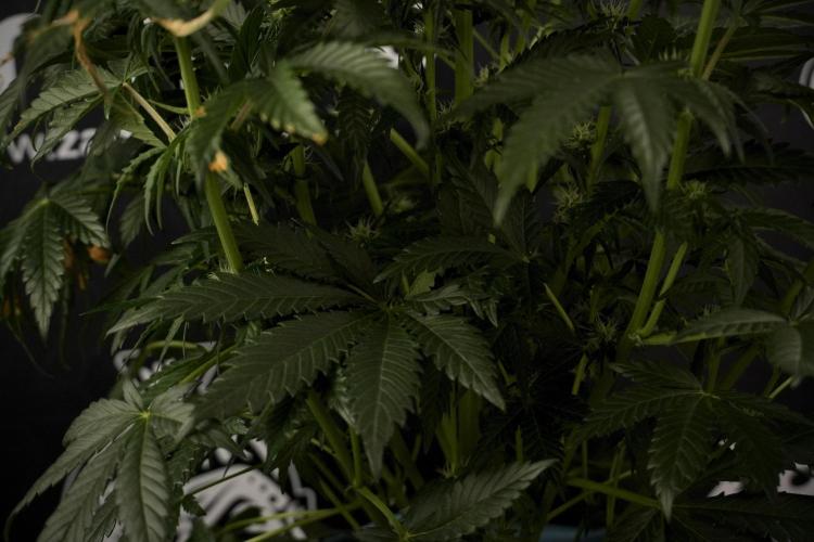 GMO Cookies Served with extra curiosity. Week 7 - GMO Cookies 02 before defoliation 