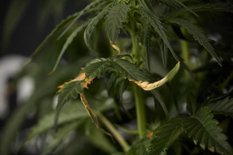 GMO Cookies Served with extra curiosity. Week 7 - GMO Cookies 02 before defoliation 