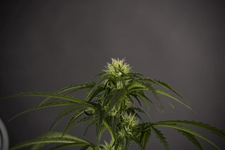 GMO Cookies Served with extra curiosity. Week 7 - GMO Cookies 02 before defoliation 