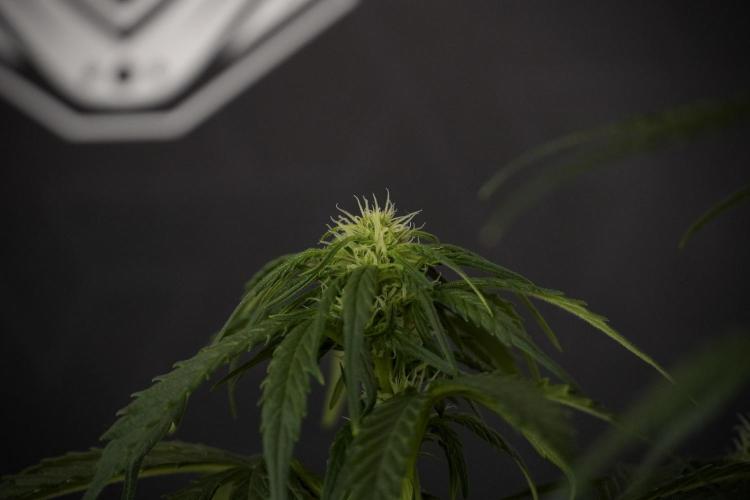 GMO Cookies Served with extra curiosity. Week 7 - GMO Cookies 02 before defoliation 