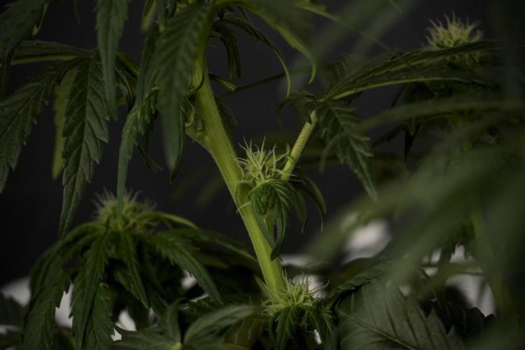 GMO Cookies Served with extra curiosity. Week 7 - GMO Cookies 02 before defoliation 