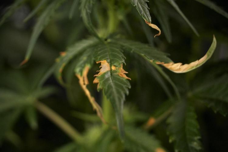 GMO Cookies Served with extra curiosity. Week 7 - GMO Cookies 02 before defoliation 