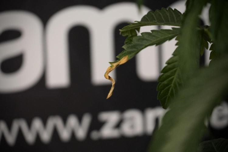 GMO Cookies Served with extra curiosity. Week 7 - GMO Cookies 02 before defoliation 
