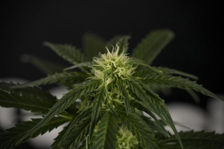 GMO Cookies Served with extra curiosity. Week 7 - GMO Cookies 02 before defoliation 