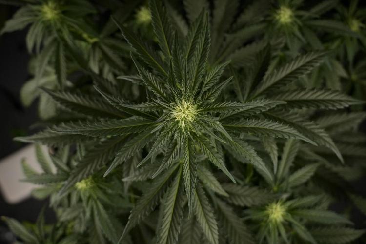 GMO Cookies Served with extra curiosity. Week 7 - GMO Cookies 02 before defoliation 