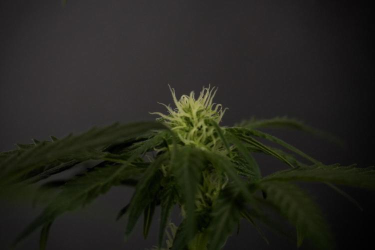 GMO Cookies Served with extra curiosity. Week 7 - GMO Cookies 02 before defoliation 