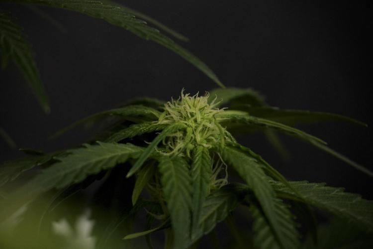 GMO Cookies Served with extra curiosity. Week 7 - GMO Cookies 02 before defoliation 