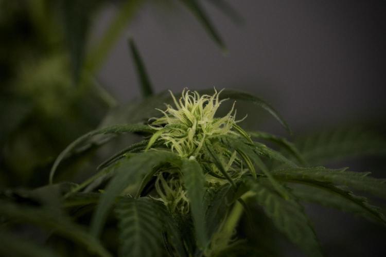 GMO Cookies Served with extra curiosity. Week 7 - GMO Cookies 02 before defoliation 