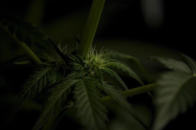 GMO Cookies Served with extra curiosity. Week 7 - GMO Cookies 02 before defoliation 