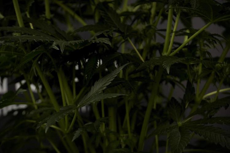 GMO Cookies Served with extra curiosity. Week 7 - GMO Cookies 02 before defoliation 