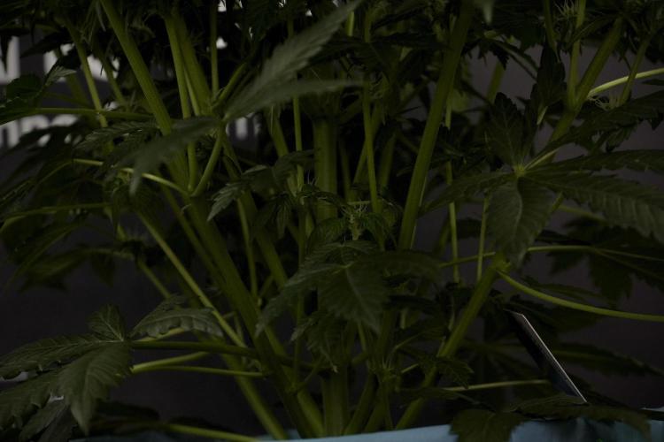 GMO Cookies Served with extra curiosity. Week 7 - GMO Cookies 02 before defoliation 