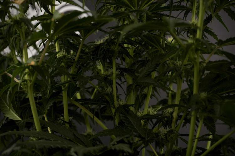 GMO Cookies Served with extra curiosity. Week 7 - GMO Cookies 02 before defoliation 