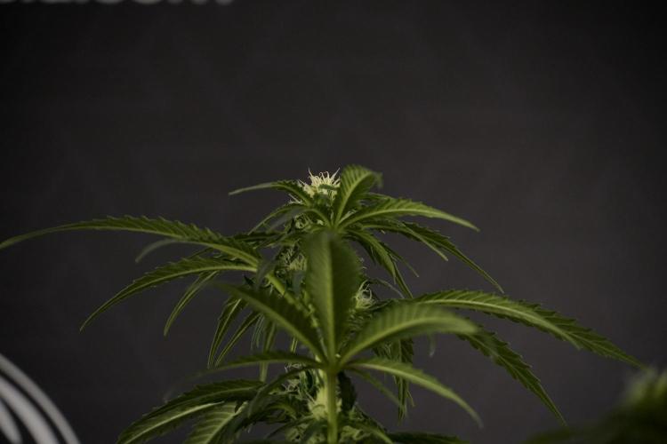 GMO Cookies Served with extra curiosity. Week 7 - GMO Cookies 02 before defoliation 