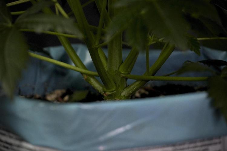 GMO Cookies Served with extra curiosity. Week 7 - GMO Cookies 02 before defoliation 