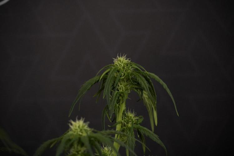GMO Cookies Served with extra curiosity. Week 7 - GMO Cookies 02 after defoliation 