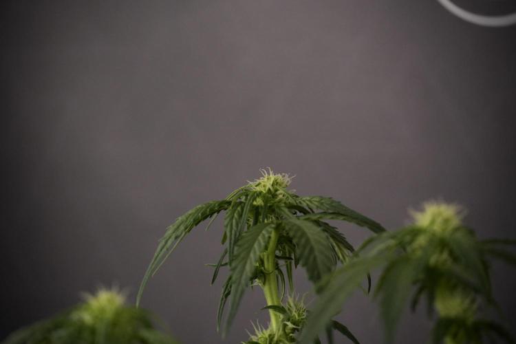GMO Cookies Served with extra curiosity. Week 7 - GMO Cookies 02 after defoliation 