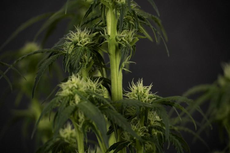 GMO Cookies Served with extra curiosity. Week 7 - GMO Cookies 02 after defoliation 
