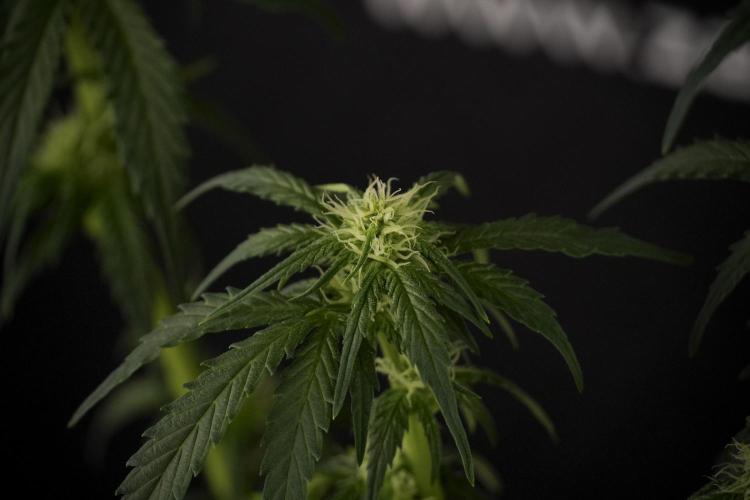 GMO Cookies Served with extra curiosity. Week 7 - GMO Cookies 02 after defoliation 