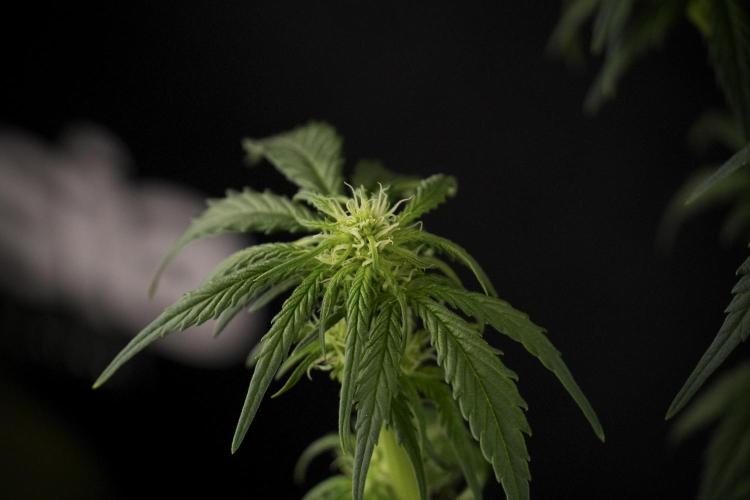 GMO Cookies Served with extra curiosity. Week 7 - GMO Cookies 02 after defoliation 
