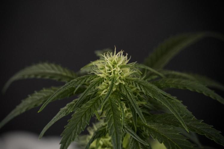 GMO Cookies Served with extra curiosity. Week 7 - GMO Cookies 02 after defoliation 