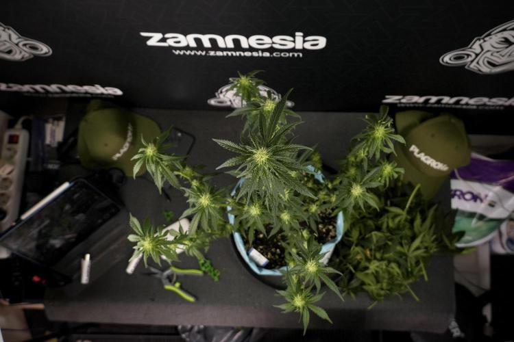 GMO Cookies Served with extra curiosity. Week 7 - GMO Cookies 02 after defoliation 