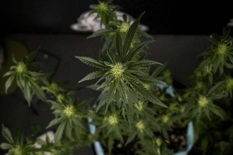 GMO Cookies Served with extra curiosity. Week 7 - GMO Cookies 02 after defoliation 