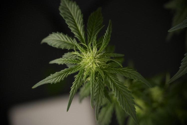 GMO Cookies Served with extra curiosity. Week 7 - GMO Cookies 02 after defoliation 