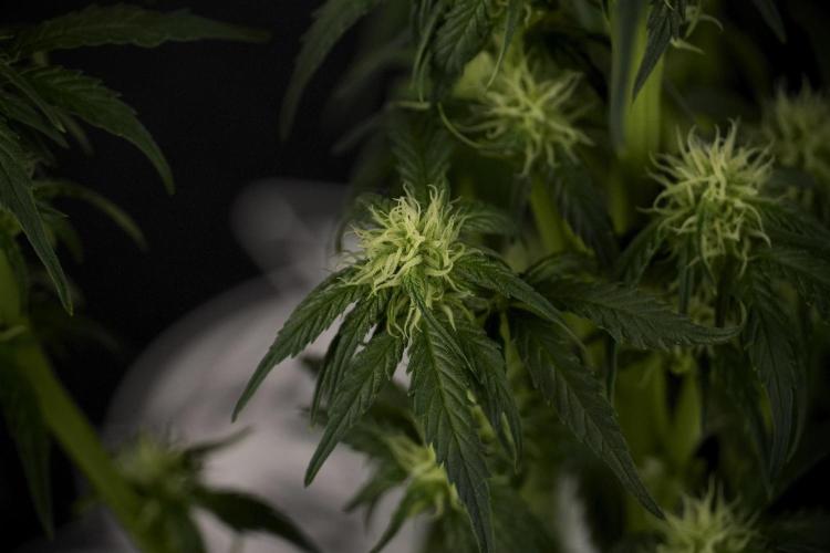 GMO Cookies Served with extra curiosity. Week 7 - GMO Cookies 02 after defoliation 