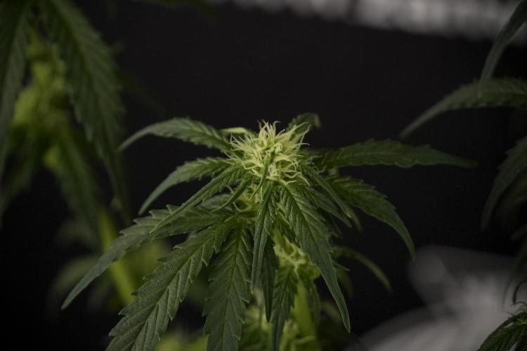GMO Cookies Served with extra curiosity. Week 7 - GMO Cookies 02 after defoliation 