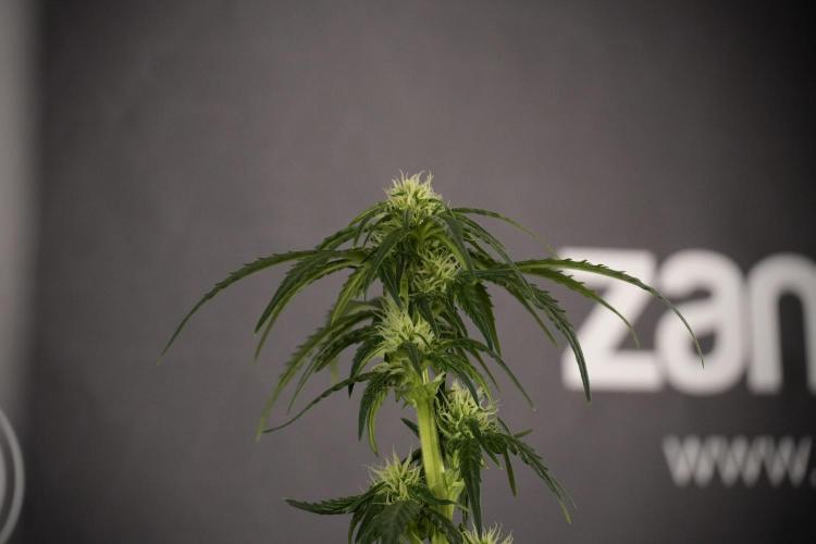 GMO Cookies Served with extra curiosity. Week 7 - GMO Cookies 02 after defoliation 