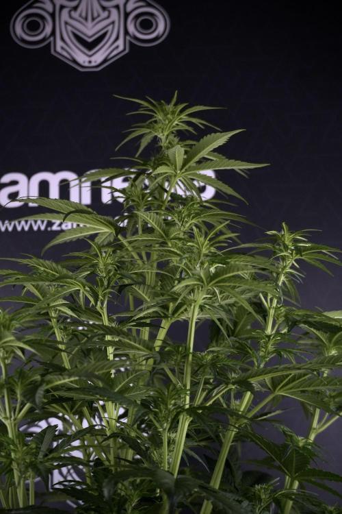 GMO Cookies Served with extra curiosity. Week 7 - GMO Cookies