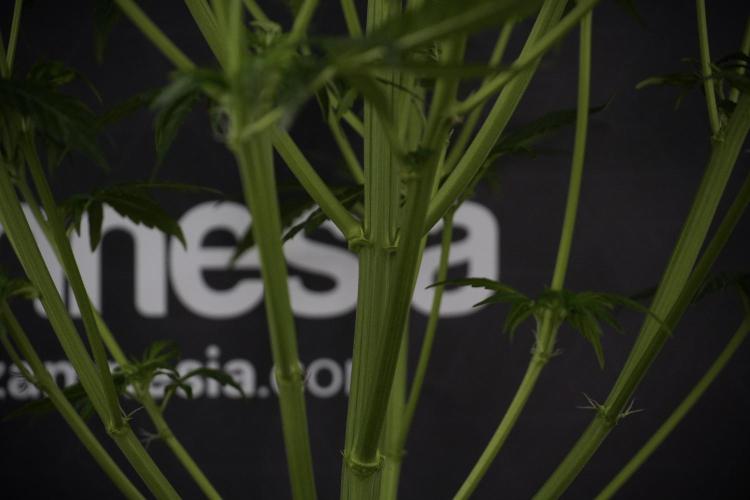 GMO Cookies Served with extra curiosity. Week 7 - GMO Cookies 03 after defoliation 