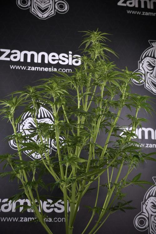 GMO Cookies Served with extra curiosity. Week 7 - GMO Cookies 03 after defoliation 