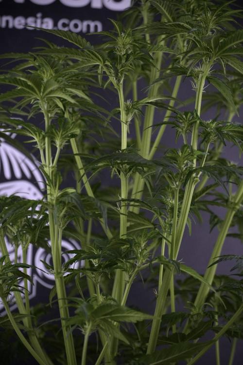 GMO Cookies Served with extra curiosity. Week 7 - GMO Cookies 03 after defoliation 