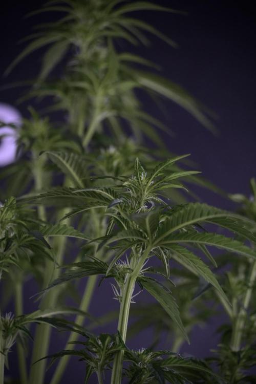 GMO Cookies Served with extra curiosity. Week 7 - GMO Cookies 03 after defoliation 