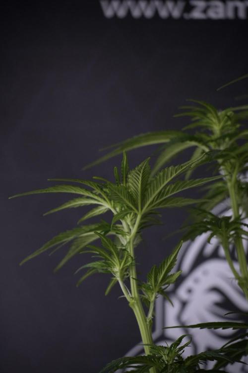 GMO Cookies Served with extra curiosity. Week 7 - GMO Cookies 03 after defoliation 