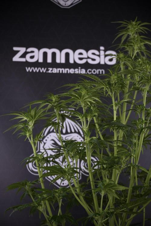 GMO Cookies Served with extra curiosity. Week 7 - GMO Cookies 03 after defoliation 