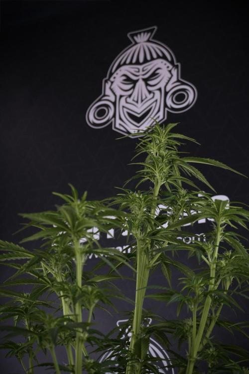 GMO Cookies Served with extra curiosity. Week 7 - GMO Cookies 03 after defoliation 