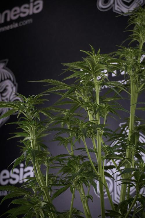 GMO Cookies Served with extra curiosity. Week 7 - GMO Cookies 03 after defoliation 