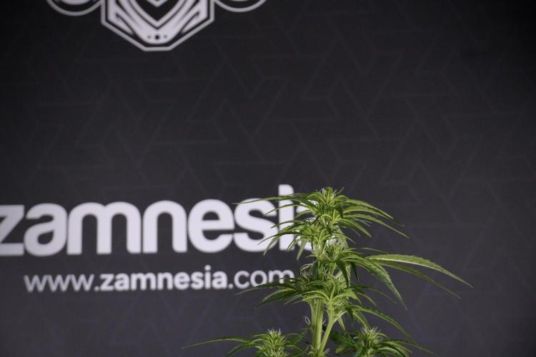 GMO Cookies Served with extra curiosity. Week 7 - GMO Cookies 03 after defoliation 