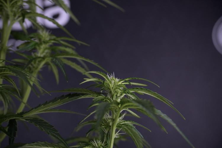 GMO Cookies Served with extra curiosity. Week 7 - GMO Cookies 03 after defoliation 