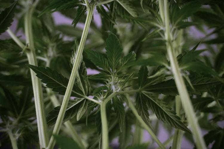 GMO Cookies Served with extra curiosity. Week 7 - GMO Cookies 03 after defoliation 
